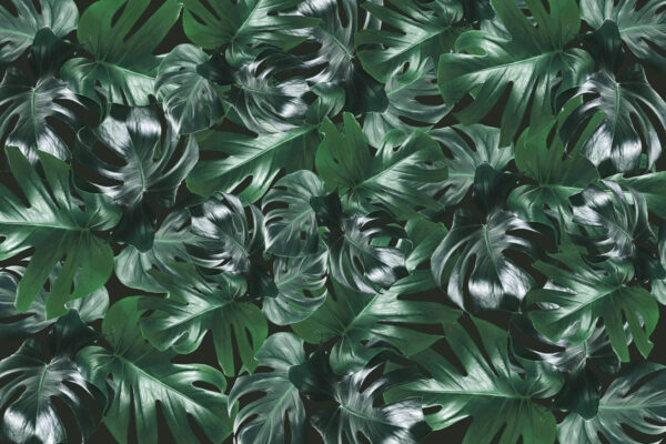 Welcome To The Jungle, Authentic - Rebel Walls