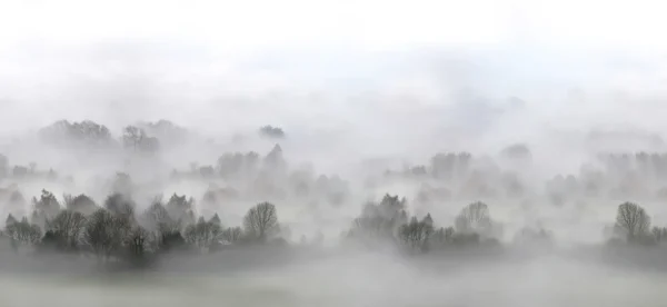 Morning Fog - Rebel Walls
