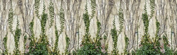 Climbing Ivy - Rebel Walls